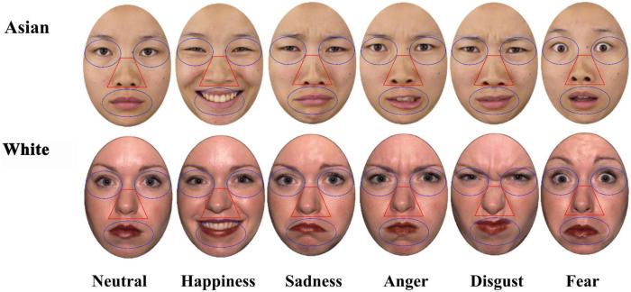 Emotions facial emotion expression basic sadness have anger fear feelings humintell universality disgust recognition mice expressed contempt nonverbal humans apa